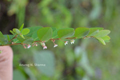 Phyllanthus gardnerianus